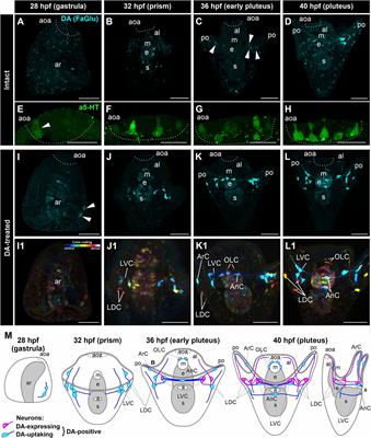 Spontaneous intersibling polymorphism in the development of dopaminergic neuroendocrine cells in sea urchin larvae: impacts on the expansion of marine benthic species